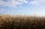A large field of tall, golden corn stalks stretches across the foreground under a bright blue sky with scattered white clouds. The sun casts a warm light over the scene, highlighting the texture and color of the corn.