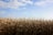 A large field of tall, golden corn stalks stretches across the foreground under a bright blue sky with scattered white clouds. The sun casts a warm light over the scene, highlighting the texture and color of the corn.