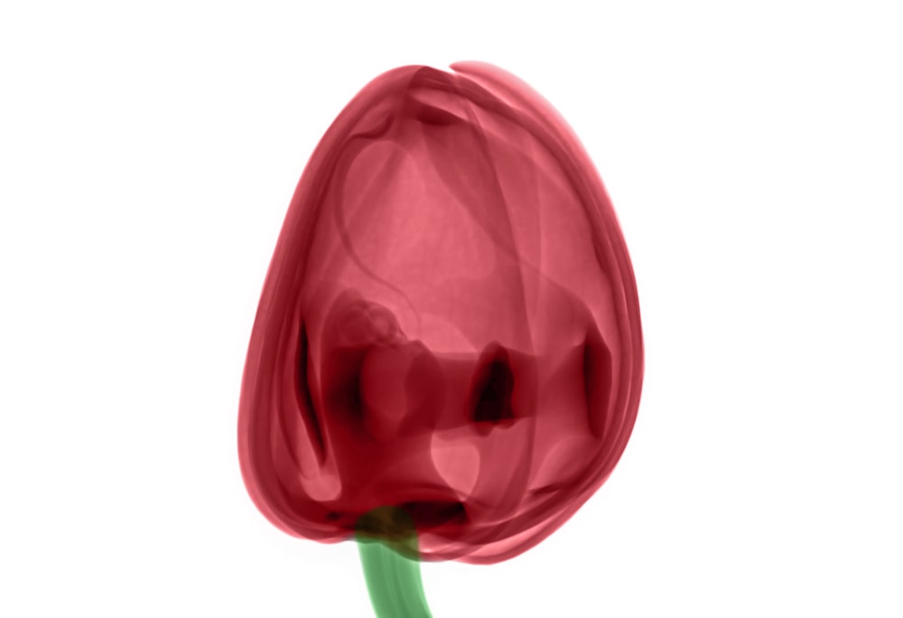 Ilustración de flor de tulipanes rosas