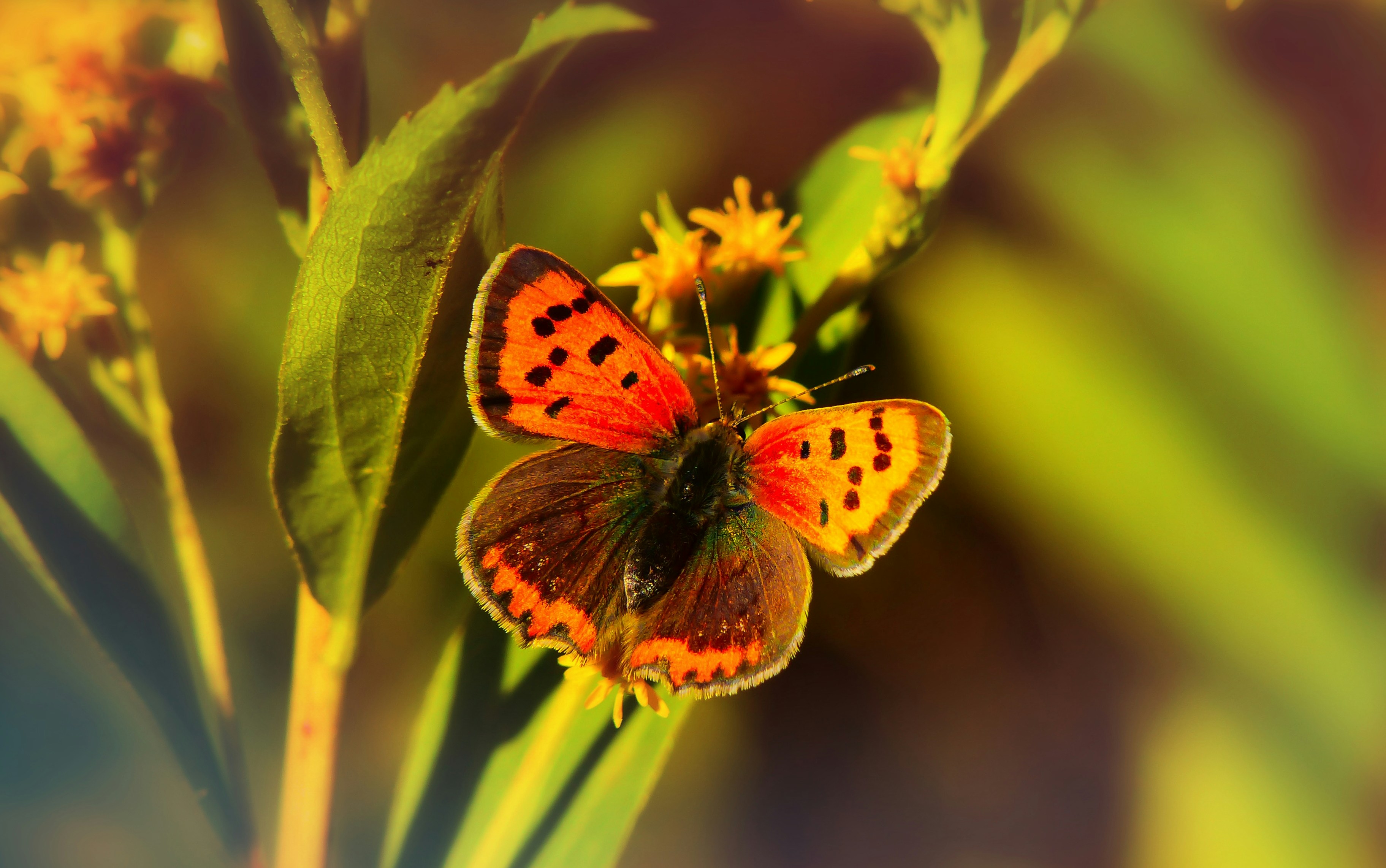 Chasing Butterflies: Capturing the Elusive Magic of Love