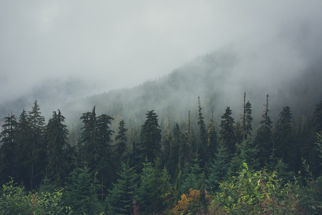 Spruce-fir forest photo spot Whistler Canada