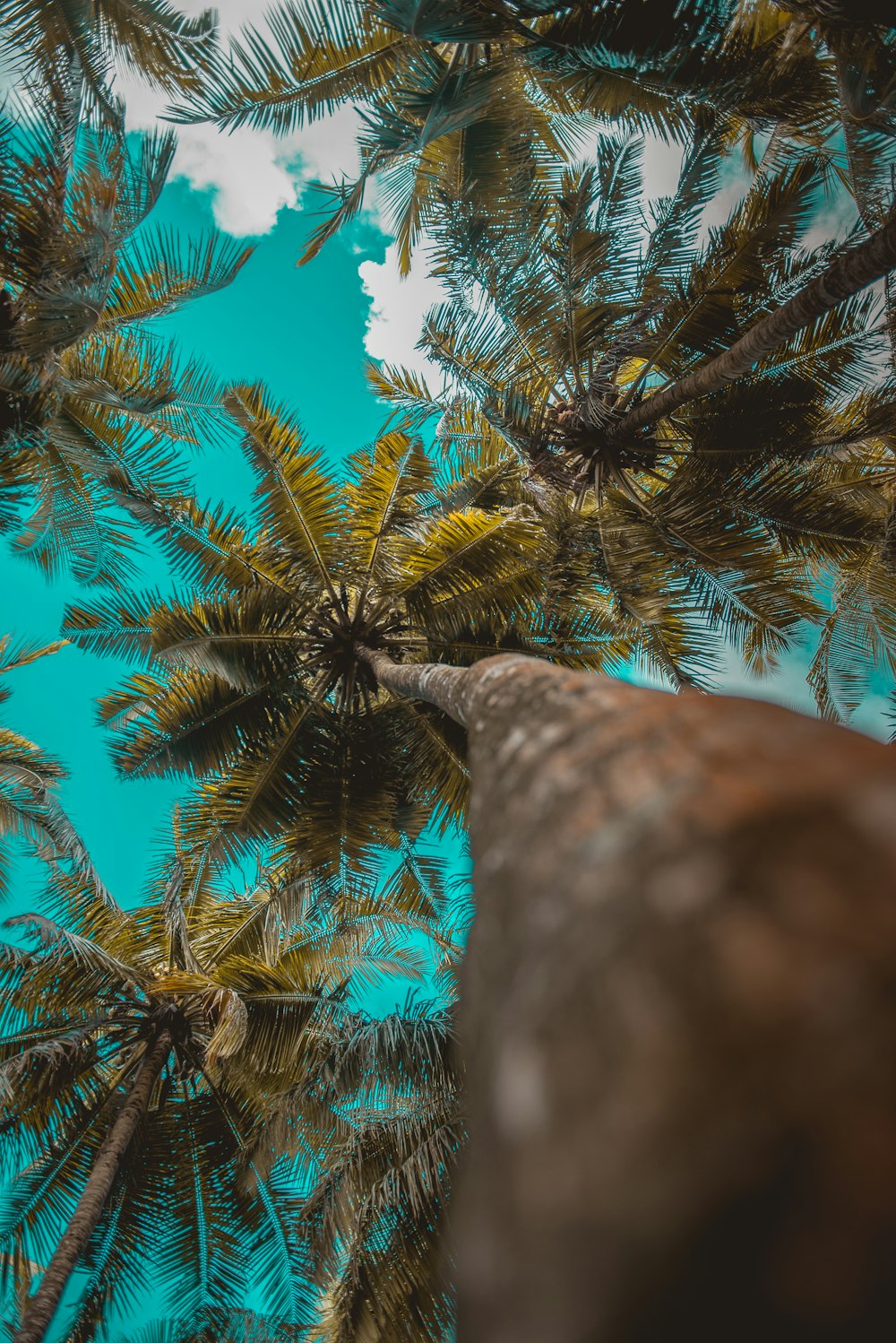 low angle tree photography