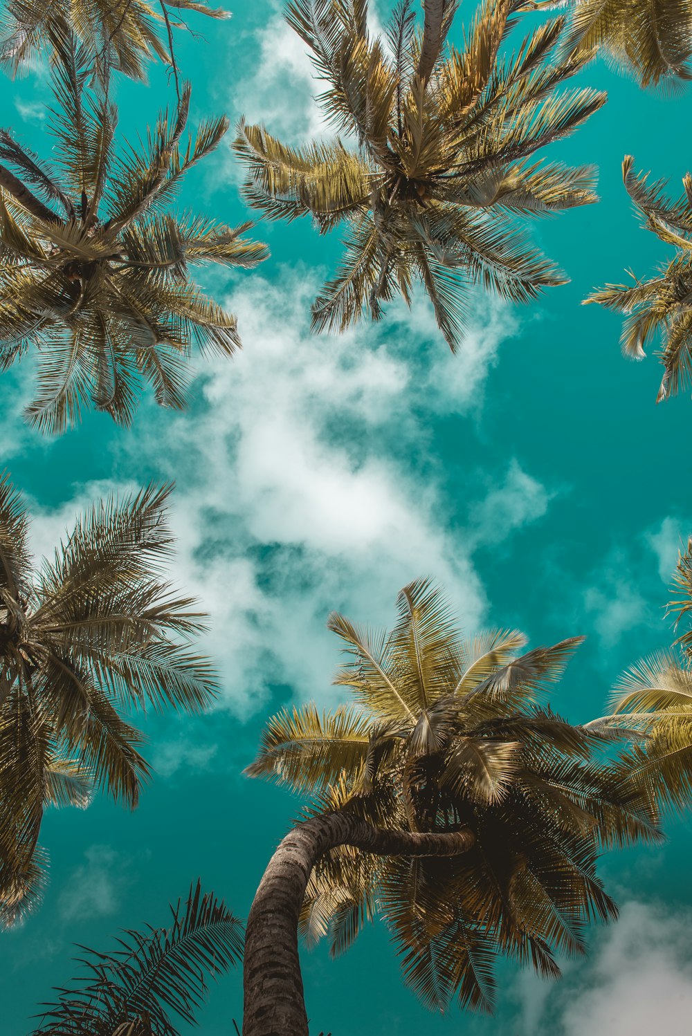 green coconut trees