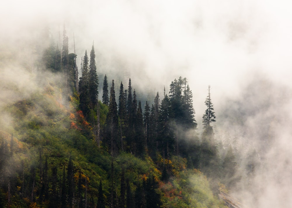 forest under fogs