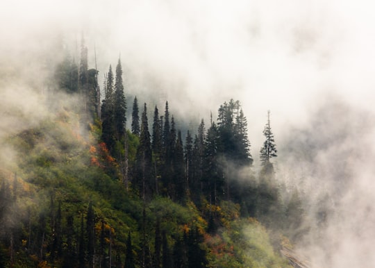 forest under fogs in Snoqualmie Pass United States