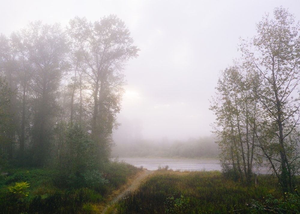 green trees near body of water