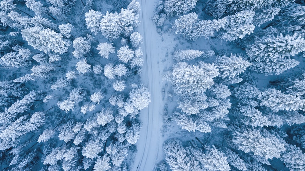 snow covered trees