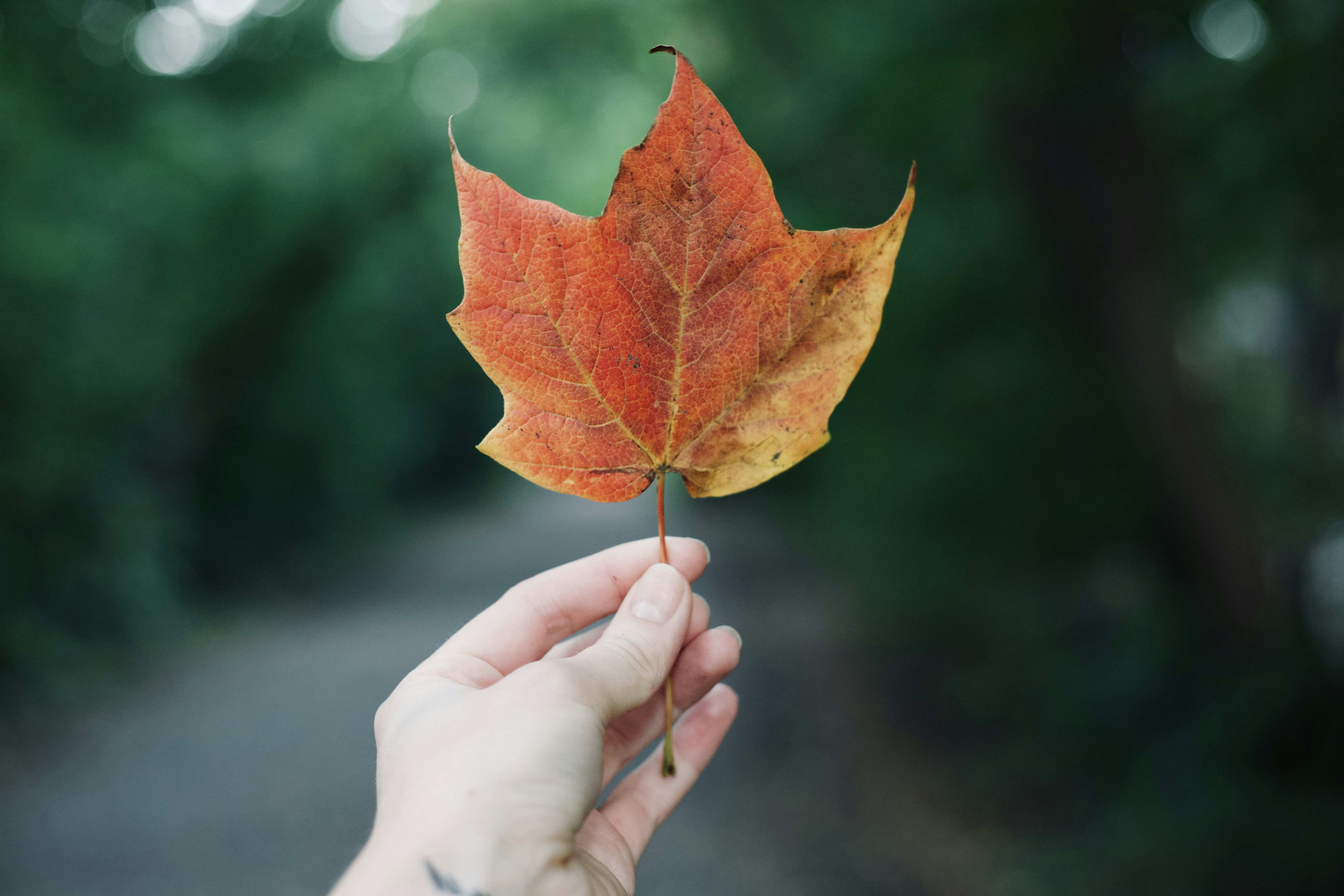person holding red maple leaf