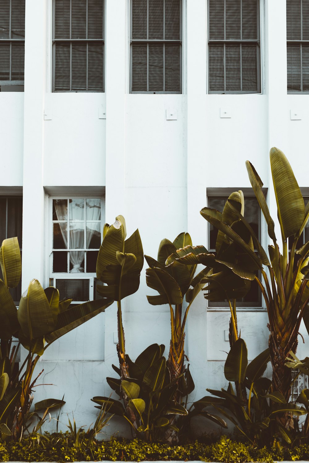 plantas de folhas verdes perto da divisória da parede do edifício de concreto branco