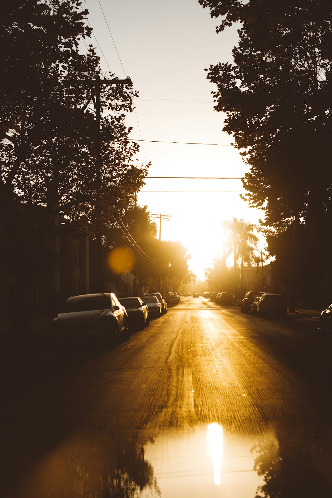 silhouette photo of car parked under trees