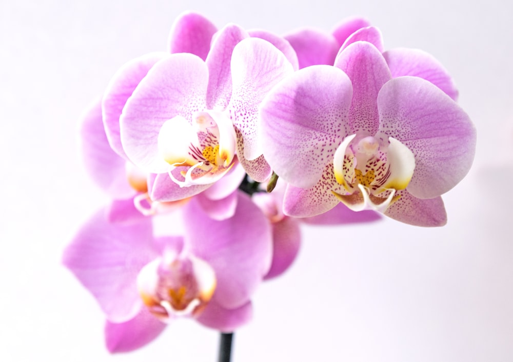 purple orchids