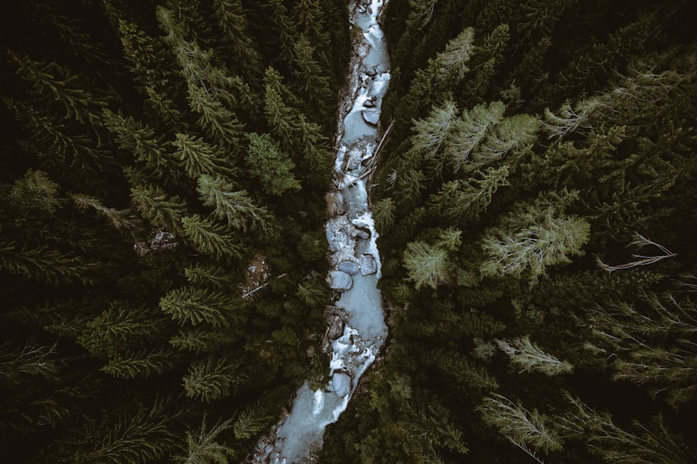 bird's-eye view of river in between trees