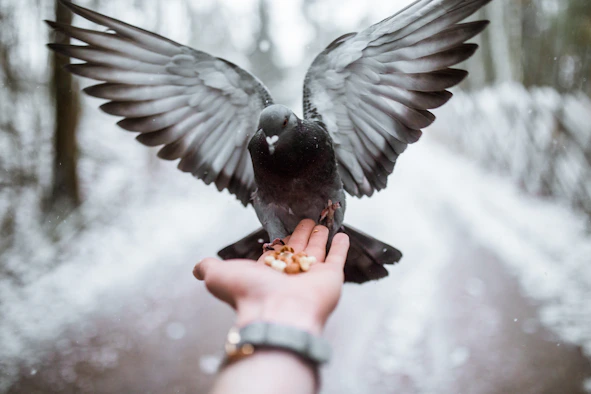 black and grey bird