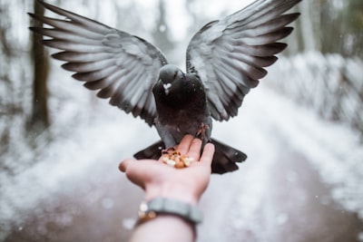 black and grey bird angel google meet background