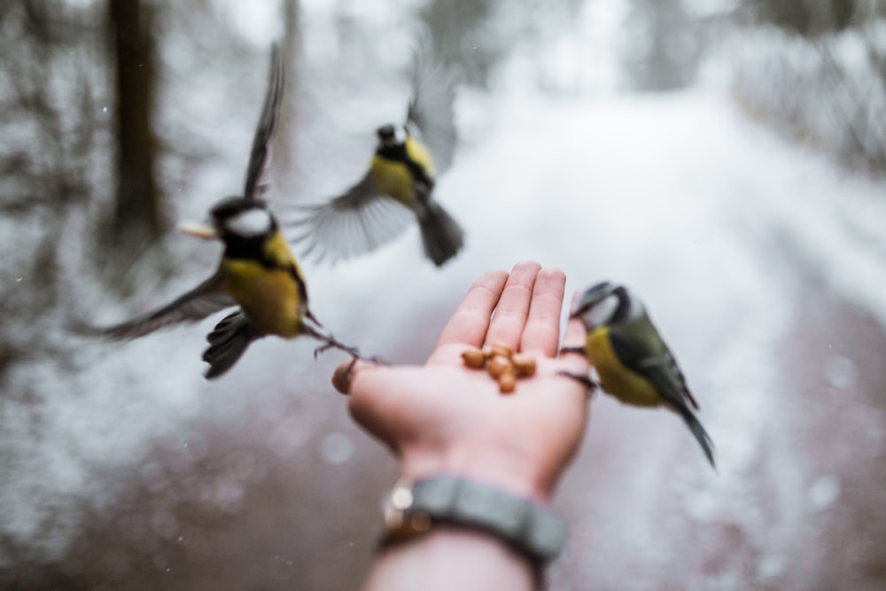 fotografia em close-up de três pássaros amarelos e cinzentos