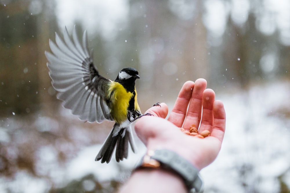 gelber und grauer Vogel an der Hand der Person