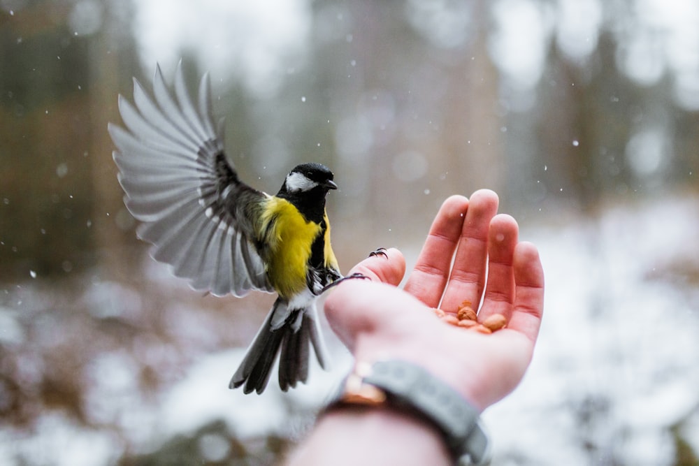 yellow and gray bird on person's hand