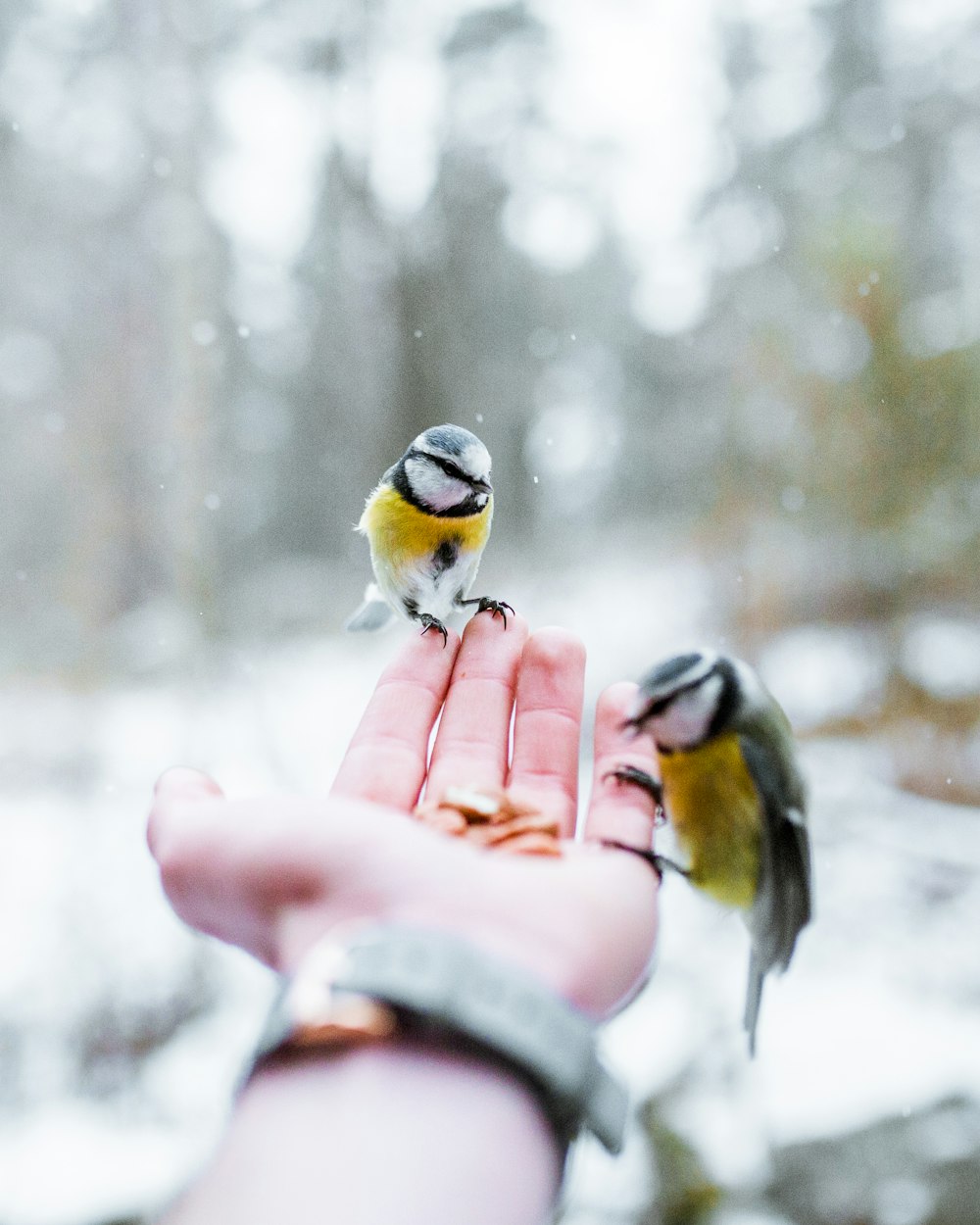 two yellow-and-black birds on person's palm