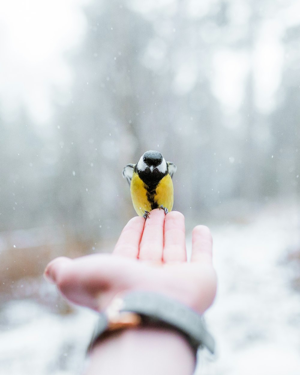 black and yellow bird