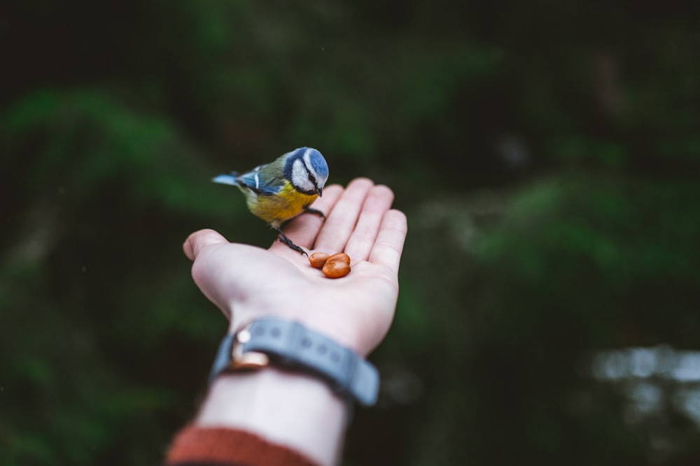 pájaro posado en la palma de la mano de la persona