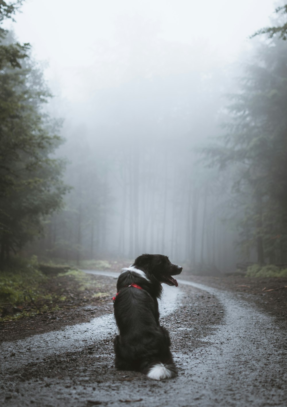 dog on empty road