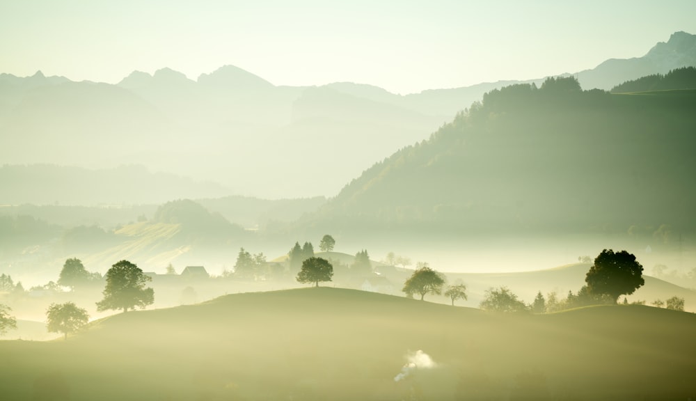 green leaf trees on field during daytime with fogs