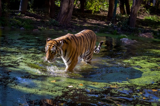 adult tiger on water in Schönbrunn Palace Austria