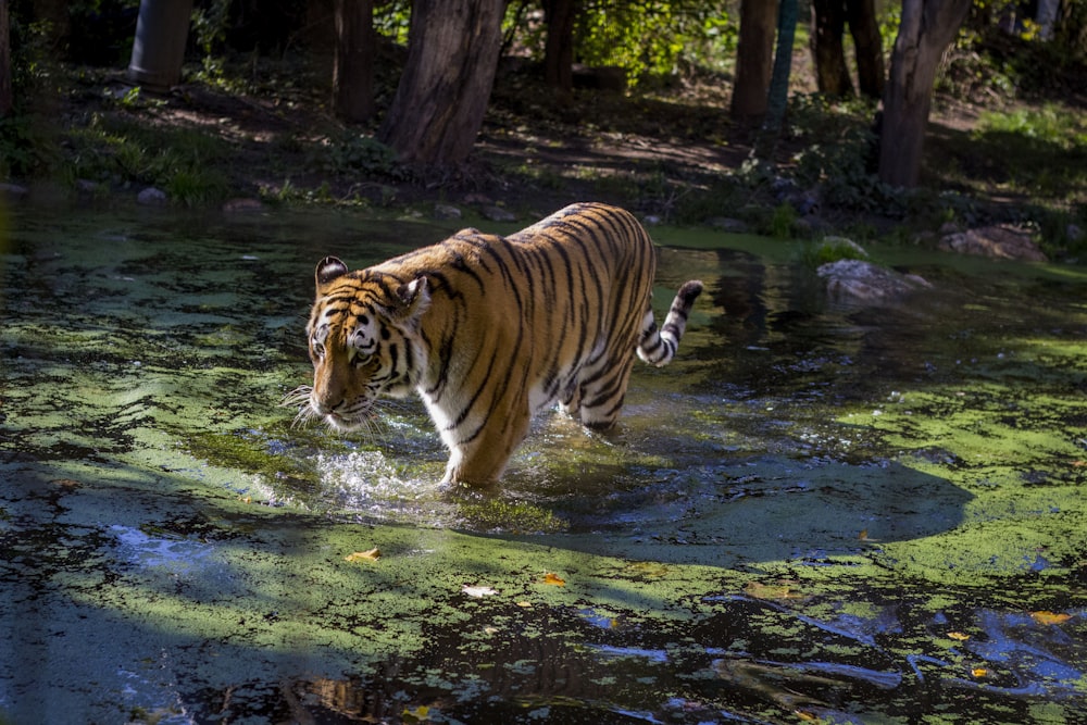 adult tiger on water