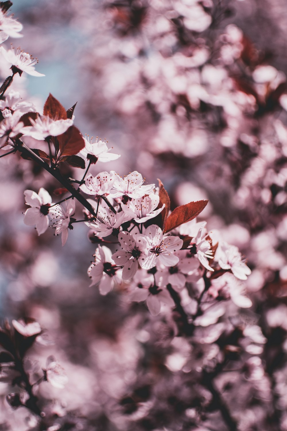 Fotografía de primer plano de flor de cerezo rosa