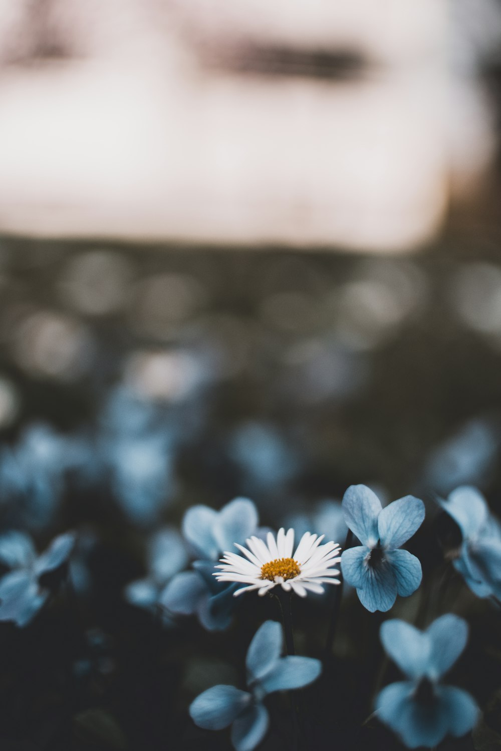 white flowers