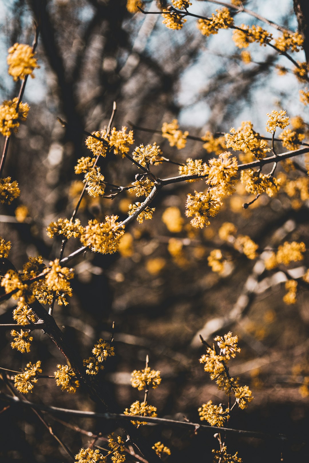 close-up photography of yellow leafed tree