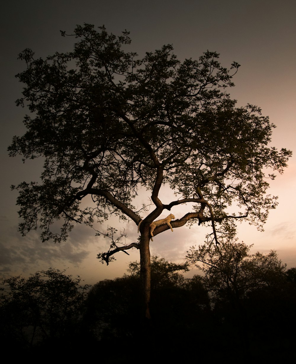 paisagem de um leopardo descansando em uma árvore