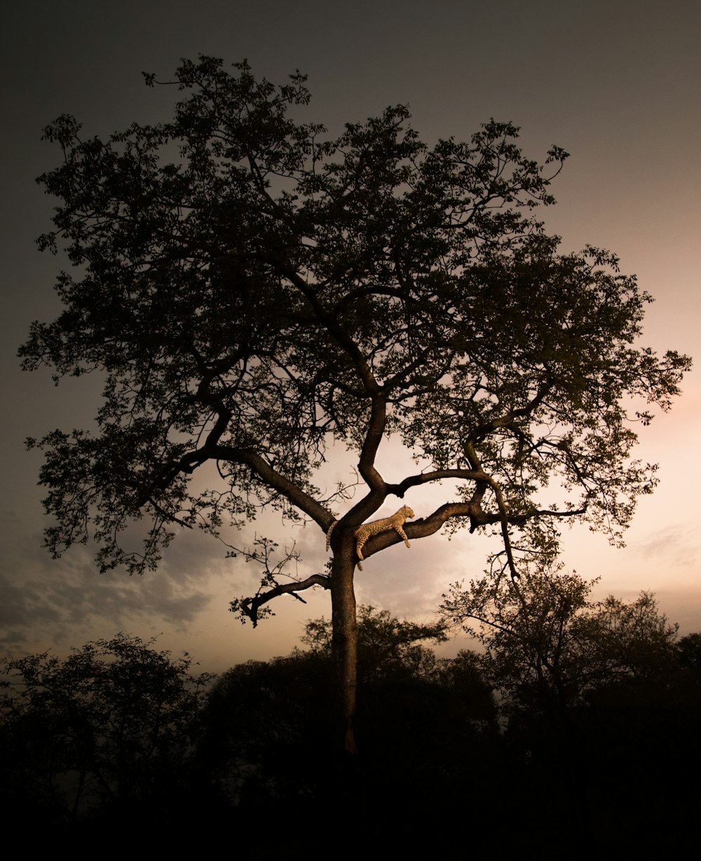 landscape of a leopard resting on a tree