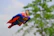 Superman flying near green grass