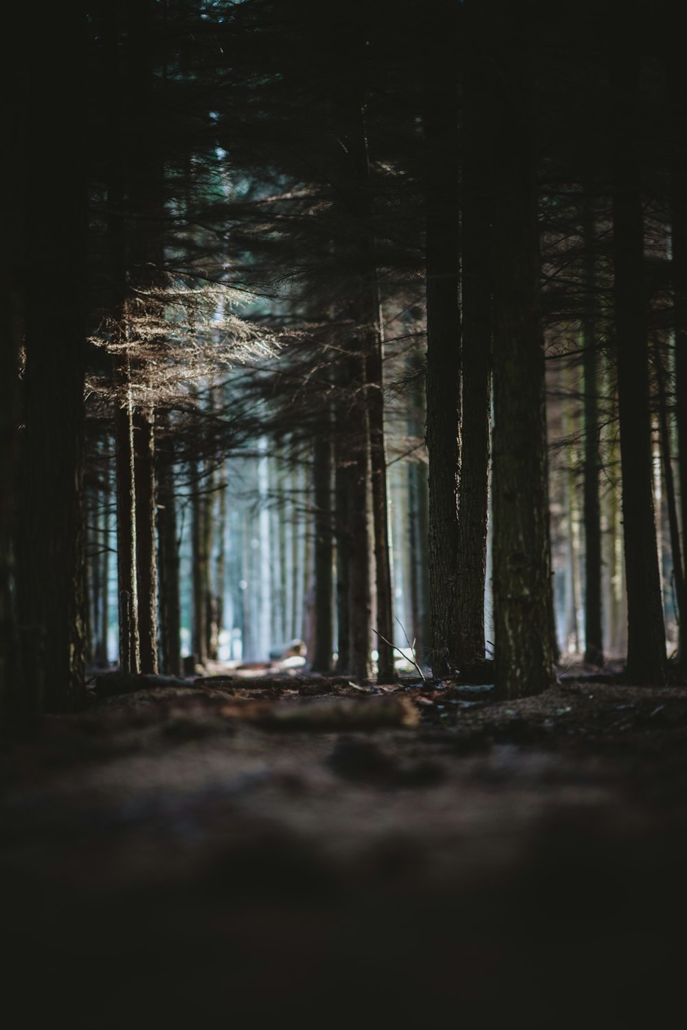 selective focus photography of trees