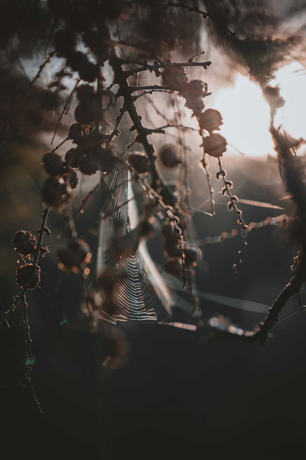 close-up photography of spider web