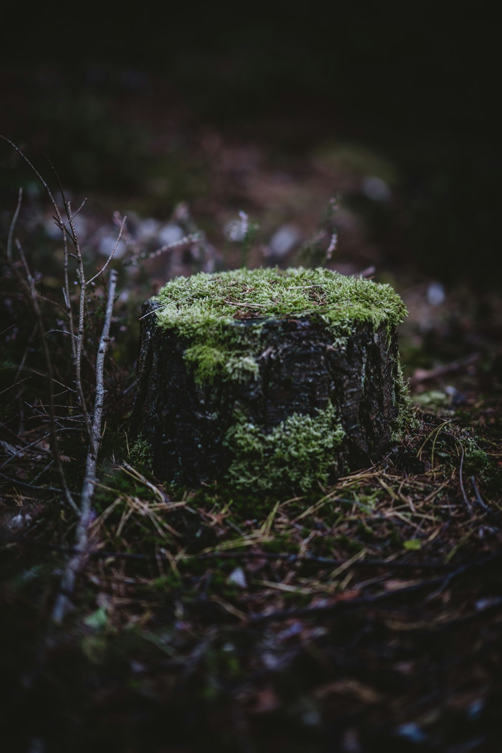 green moss on tree stomp