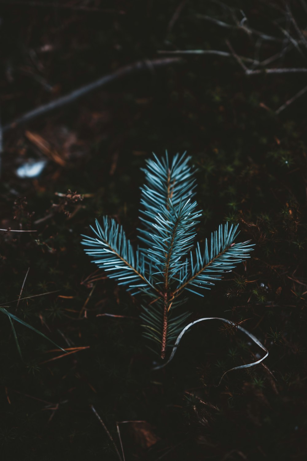 plante verte sur sol brun