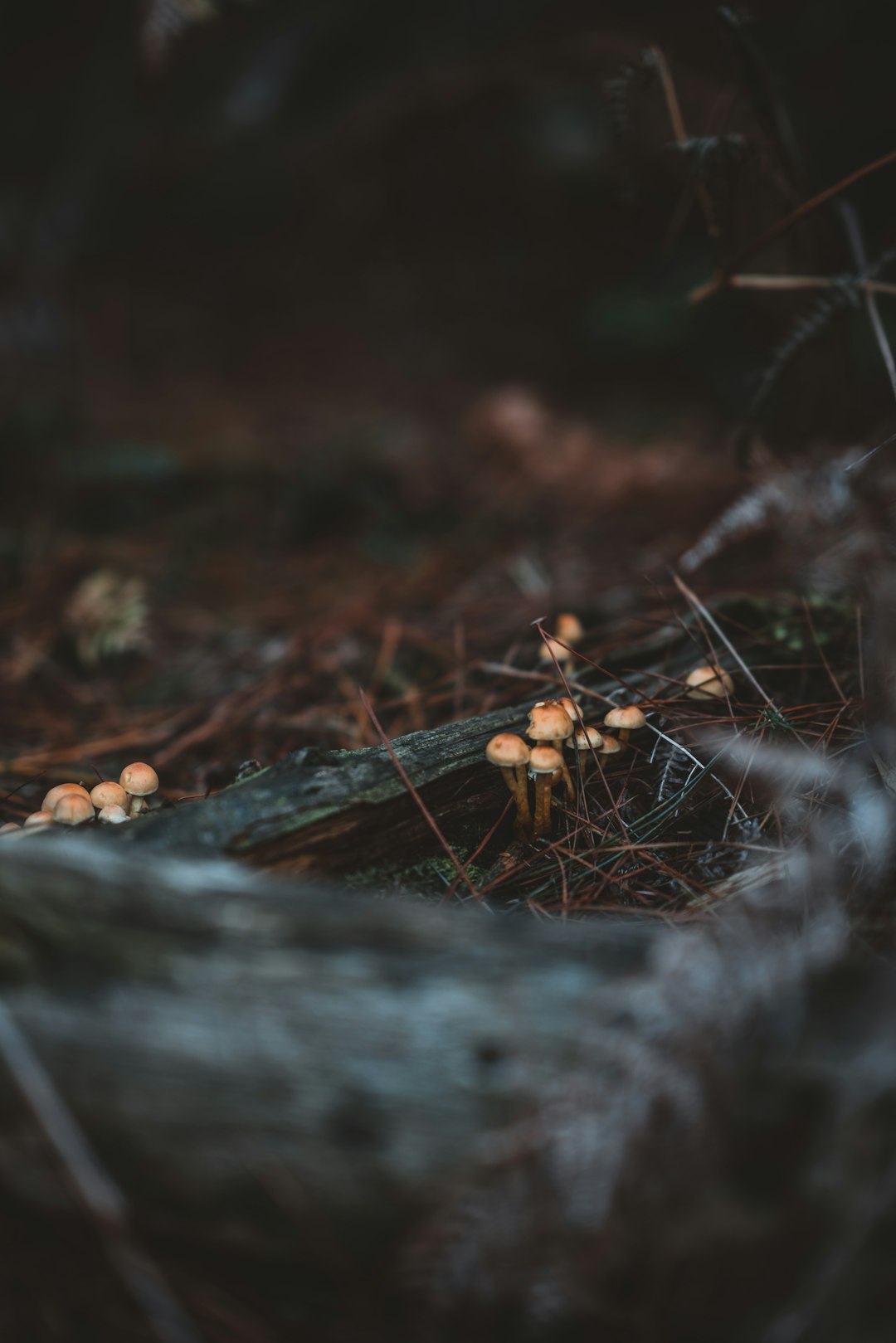 close-up photography of brown mushroom