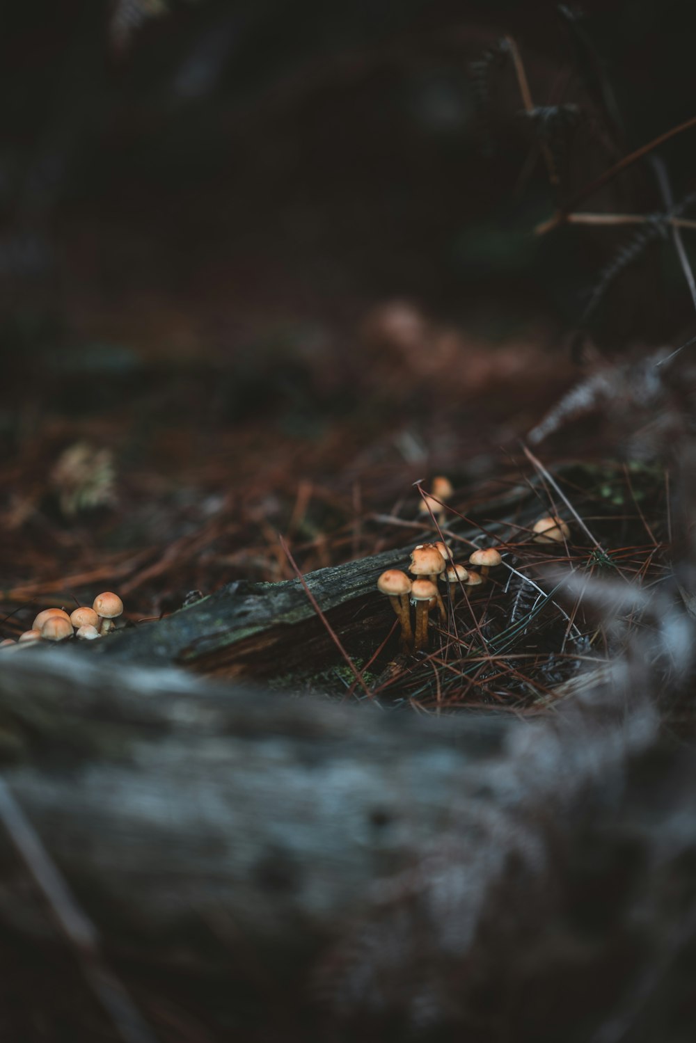 close-up photography of brown mushroom