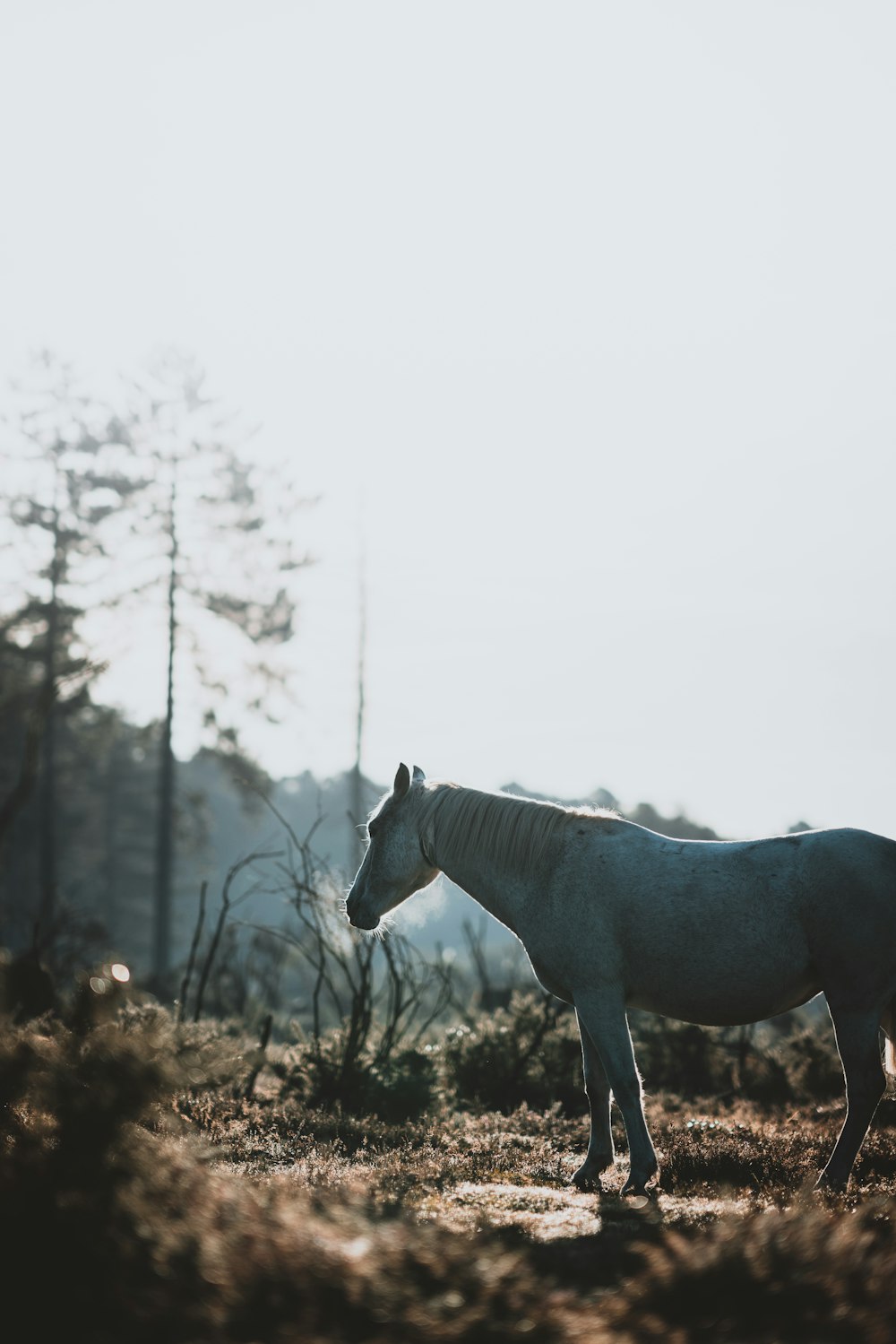 灰色の馬