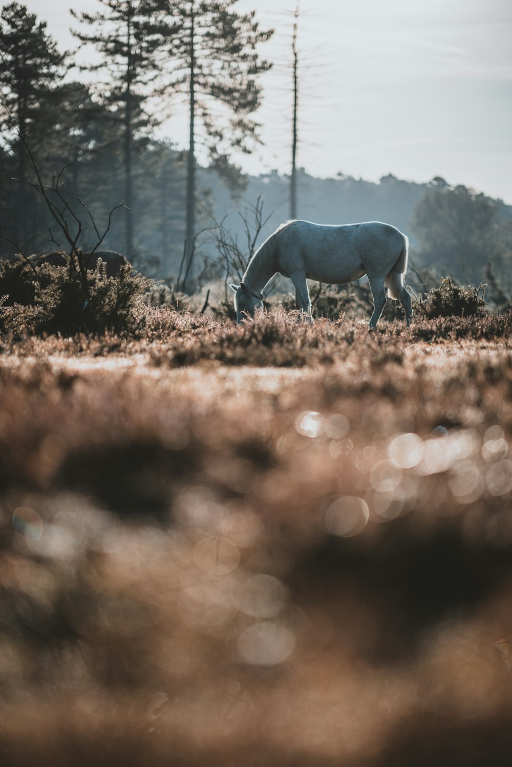 white horse near trees