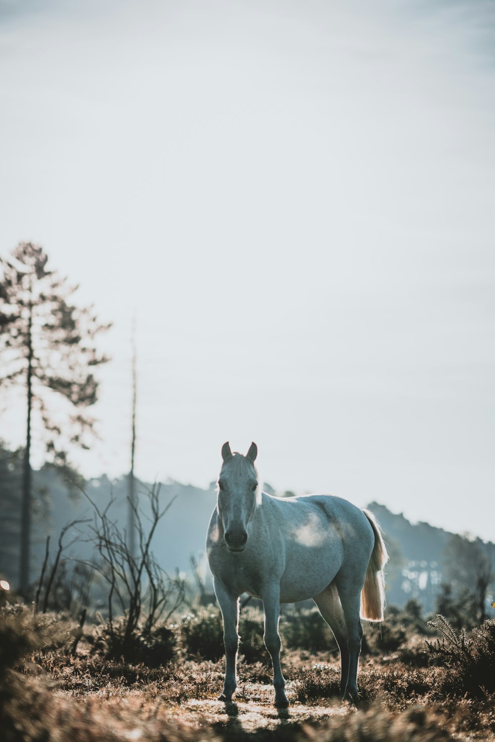 white horse