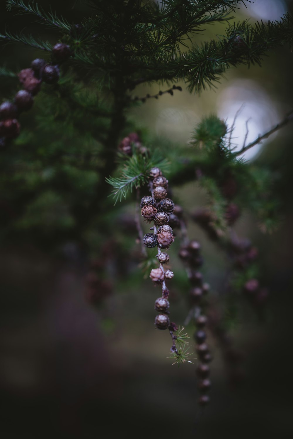 berries growing from pine tree