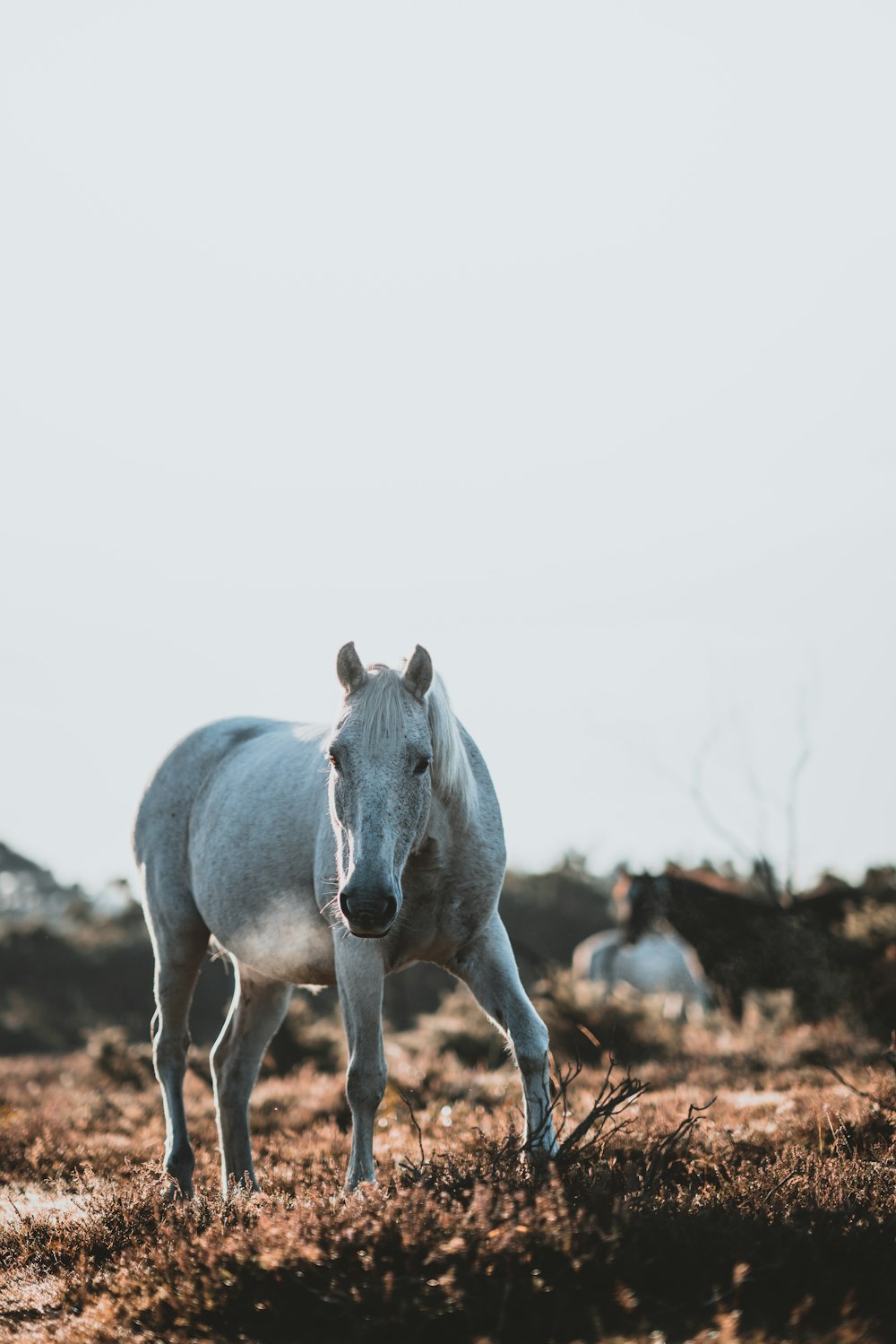 selective focus photography of white horse