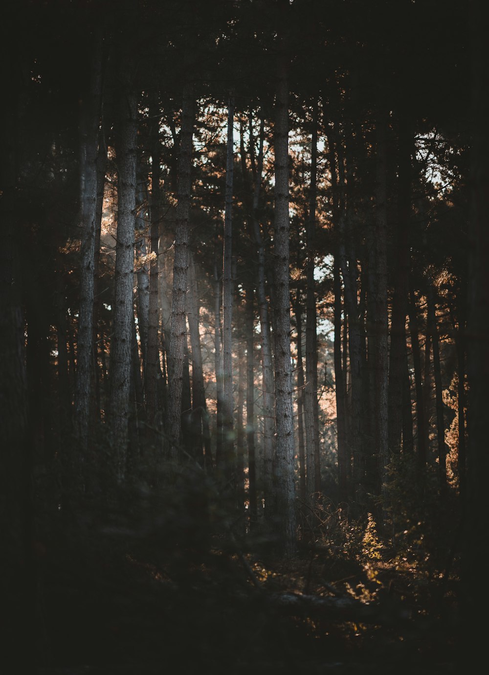 green and brown trees