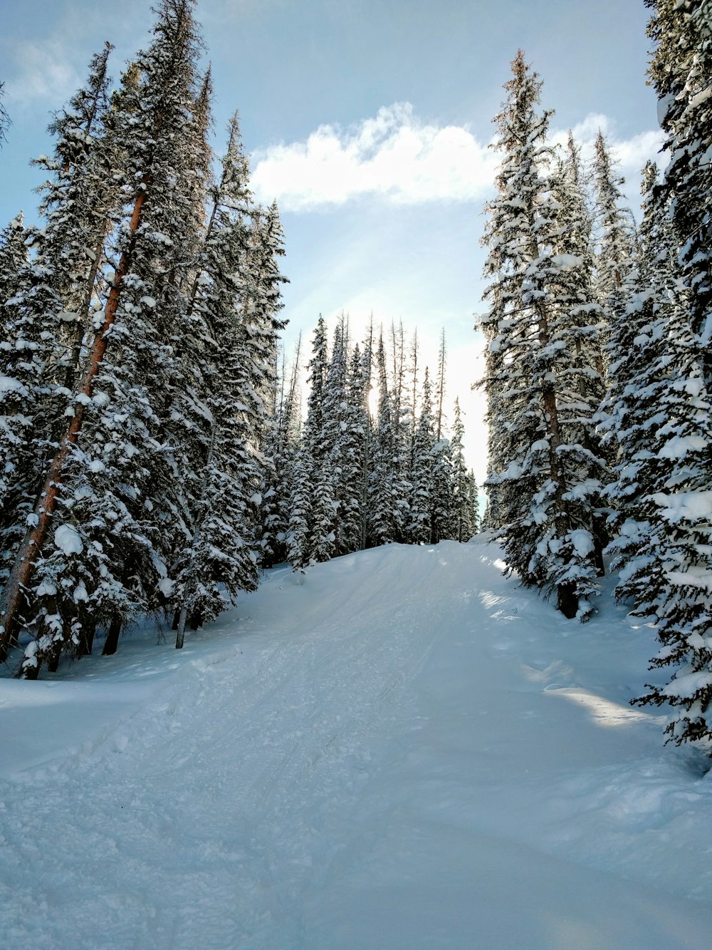 snow covered tree under clear blue sky