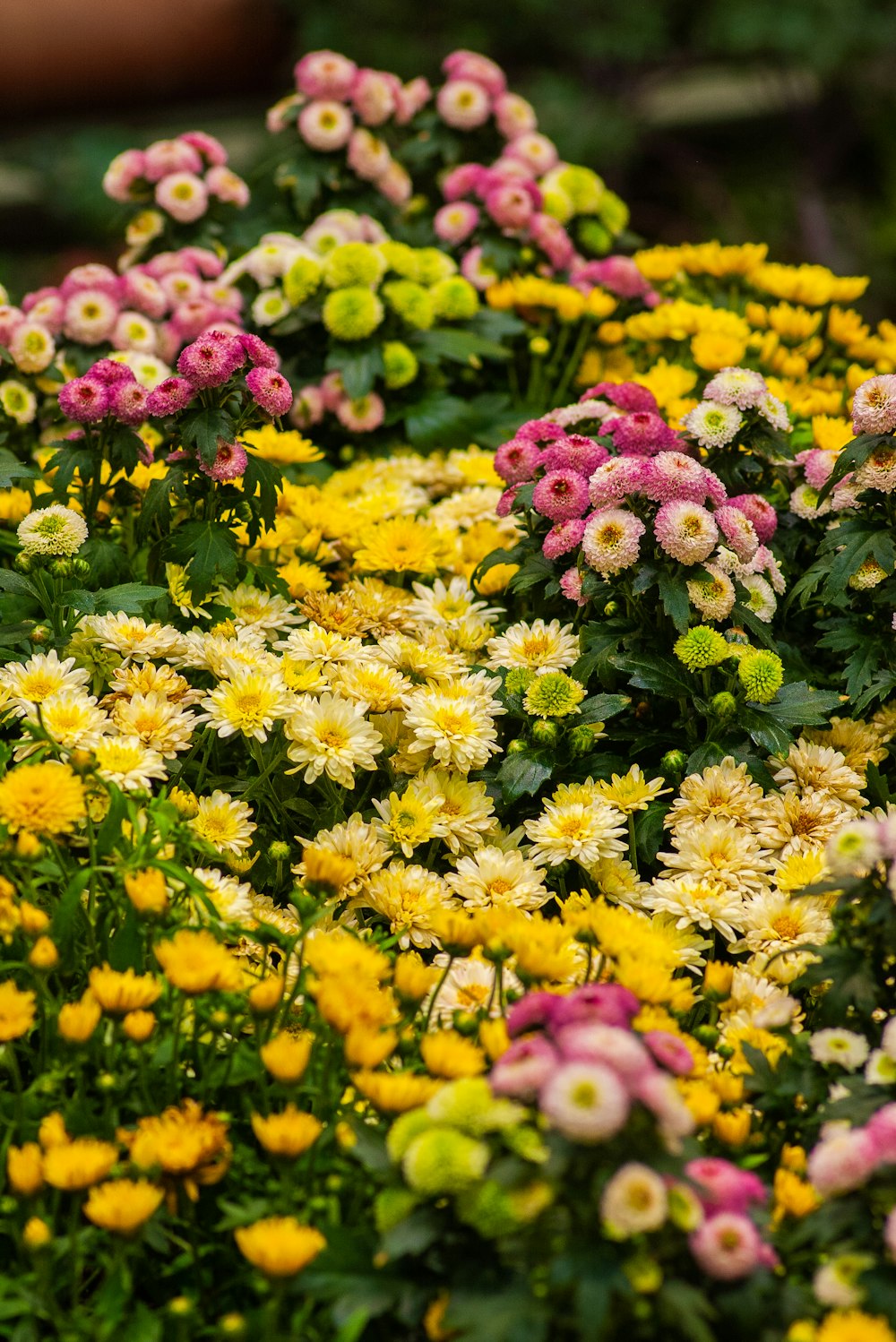 Fotografia a fuoco selettiva di varietà di fiori