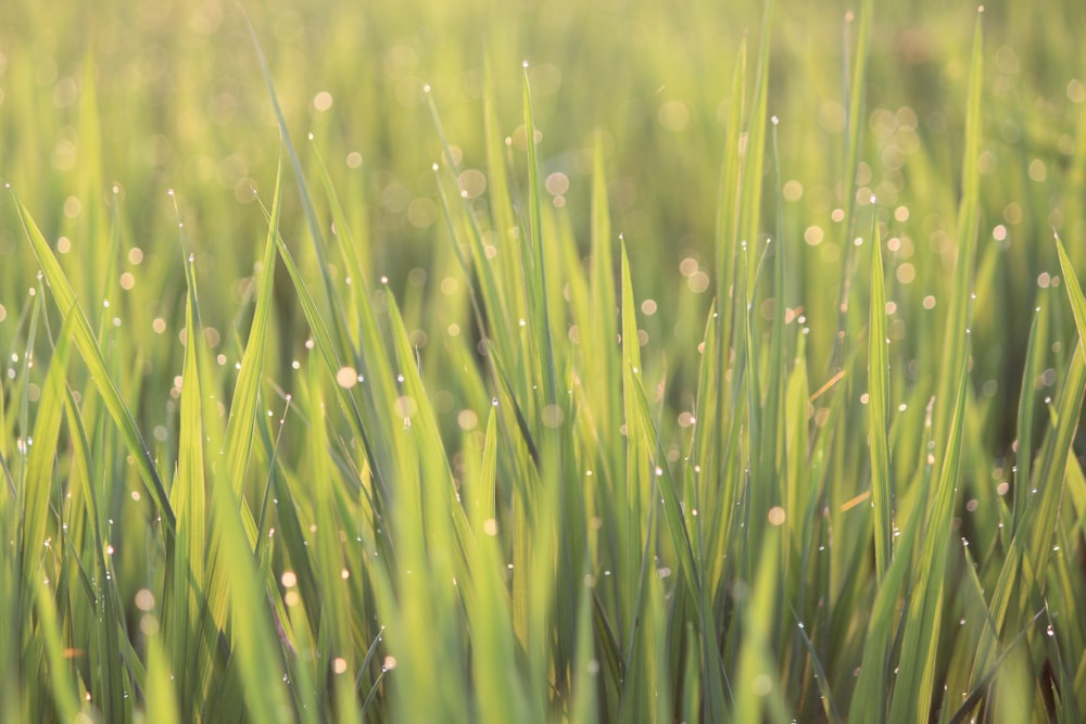 close-up photo of green grass