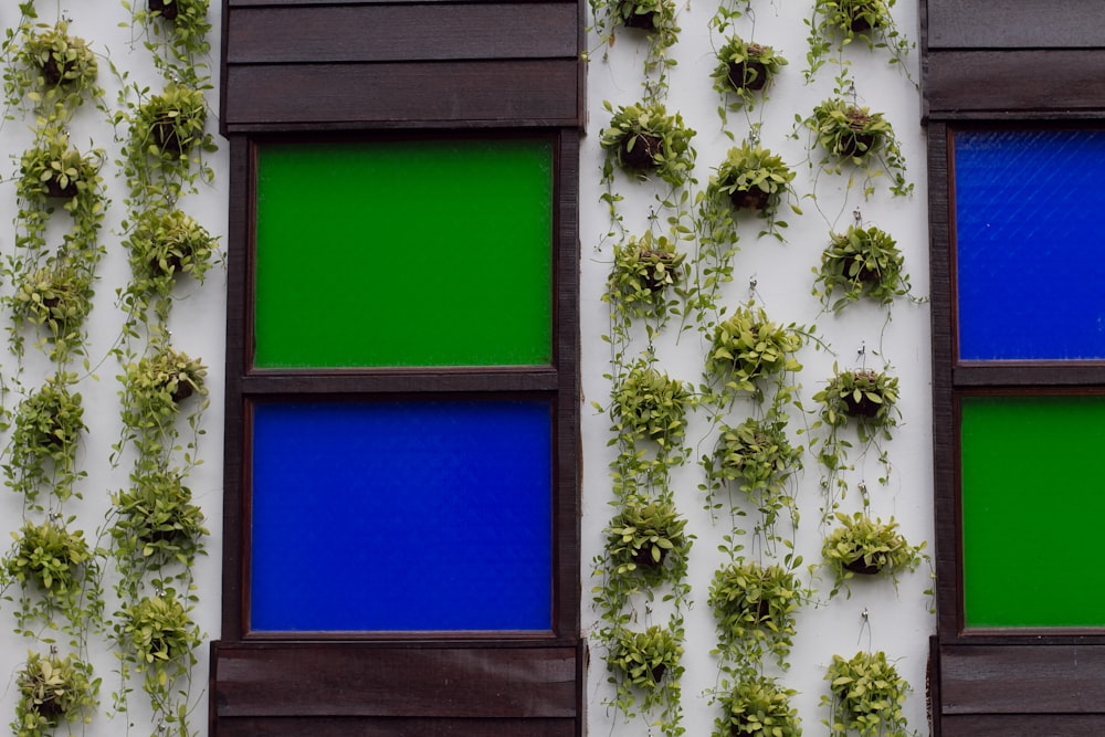 green orchid plants on the wall